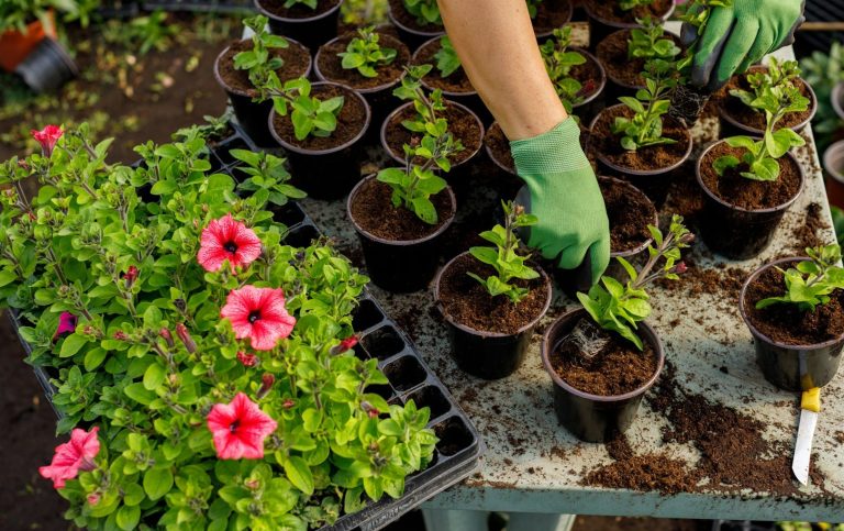 Pflanzen Eine Hand pflanzt Setzlinge in Töpfe, während pinke Petunien nebenher stehen.